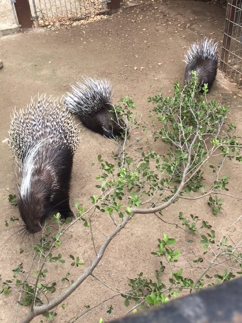 Traveling Petting Zoo - Exotic Animals & Reptiles in San Antonio TX | Happy Tails Entertainment Traveling Petting Zoo - Exotic Animals & Reptiles in San Antonio TX | Happy Tails Entertainment