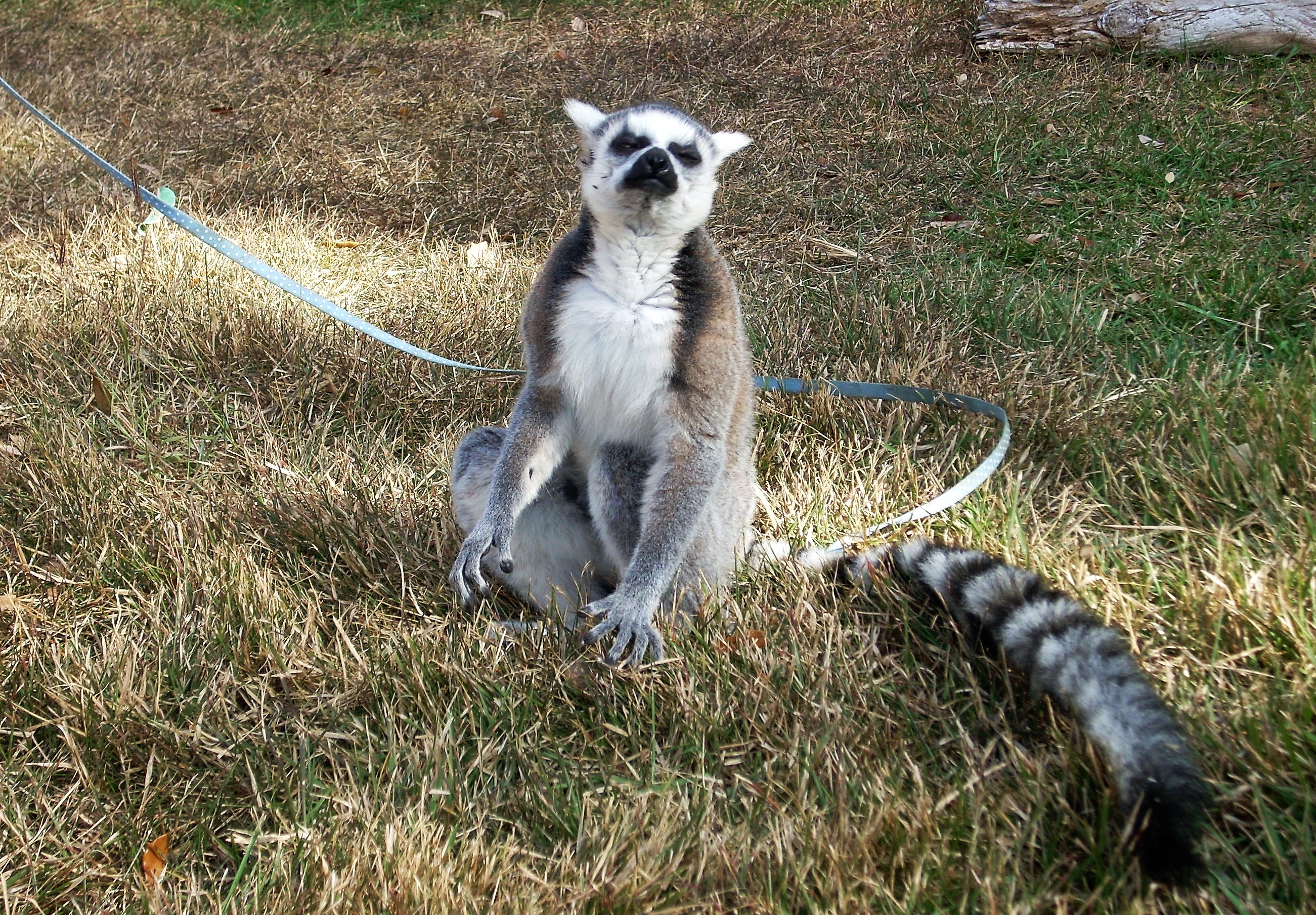 Traveling Petting Zoo - Exotic Animals & Reptiles in San Antonio TX