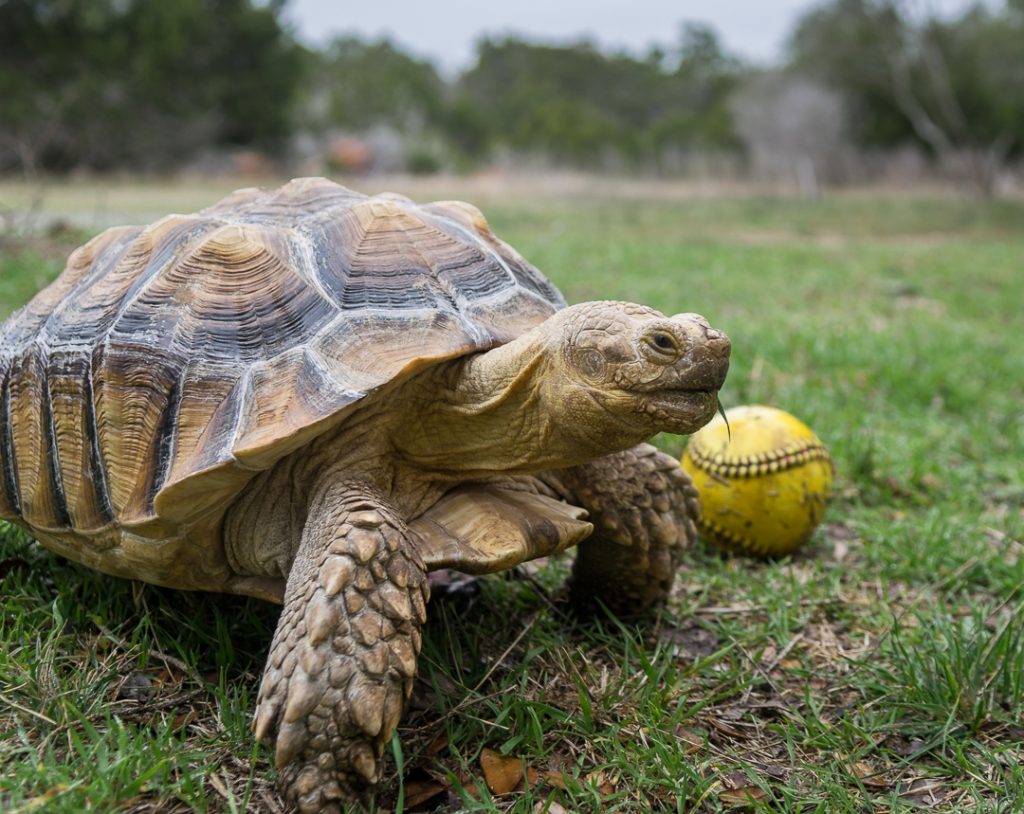 Traveling Petting Zoo - Exotic Animals & Reptiles in San ...