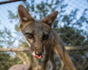 Traveling Petting Zoo - Exotic Animals & Reptiles in San Antonio TX