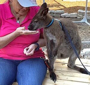 A woman feeding a Wallaby